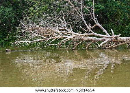 old dry trees in the river