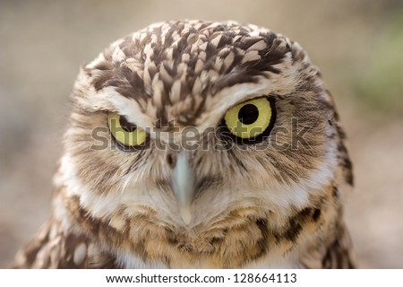 Closeup portrait of a funny Burrowing Owl (Speotyto cunicularia) looking directly into the camera.