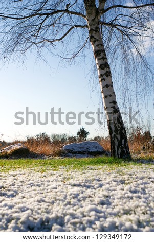 Birch tree in sunlight, with snow and green grass.