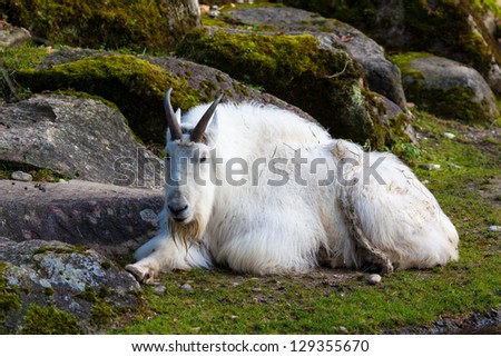 Mountain goat (Oreamnos americanus).
