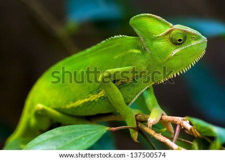 Green chameleon on a tree Green chameleon on a tree