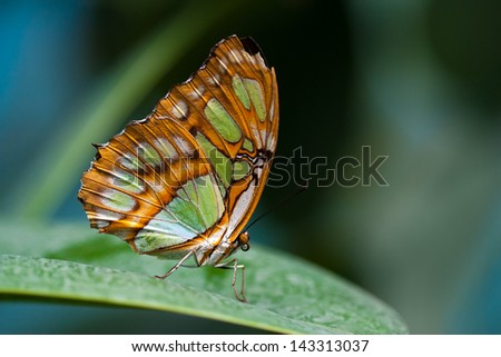 Close-up of an orange and green colored butterfly against green background.
