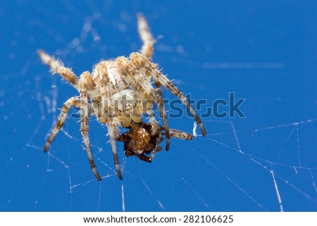 Bigger spider eats smaller spider. European garden spider (Araneus diadematus), also known as diadem spider, cross spider, or cross orbweaver.