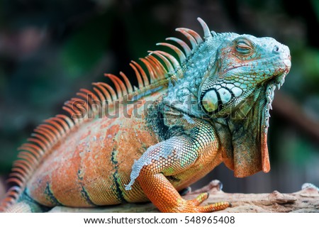 Sleeping dragon - Close-up portrait of a resting orange colored male Green iguana (Iguana iguana).