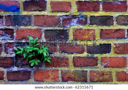 A colorful brick wall with a plant growing