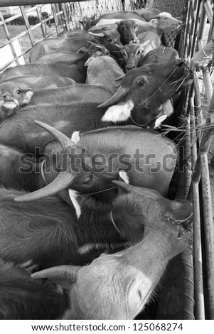 Cow resting in farm Thailand