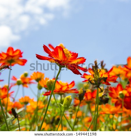 The Cosmos Flower and sky