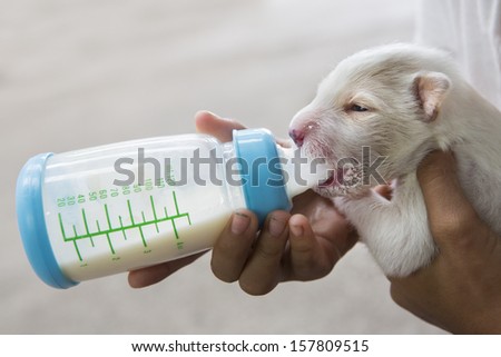 feeding little puppy from a milk bottle