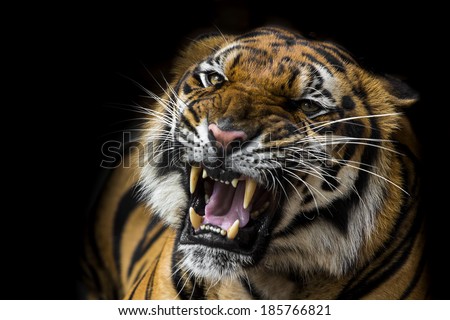 A tiger ready to attack A tiger ready to attack
