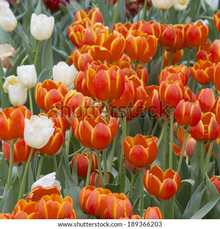 tulip. Beautiful bouquet of tulips. colorful tulips.