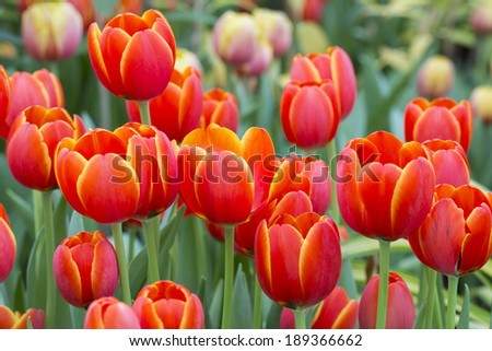 tulip. Beautiful bouquet of tulips. colorful tulips.