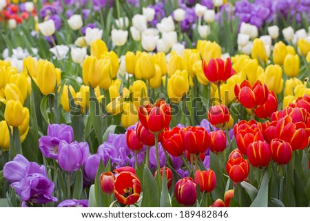 tulip. Beautiful bouquet of tulips. colorful tulips. tulips in spring