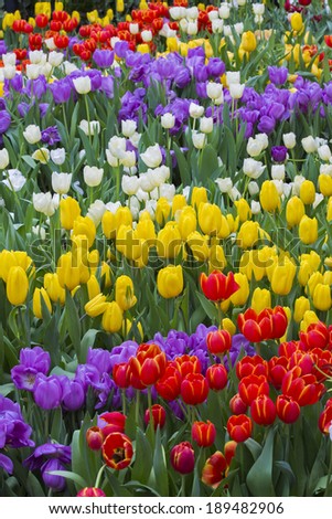 tulip. Beautiful bouquet of tulips. colorful tulips. tulips in spring