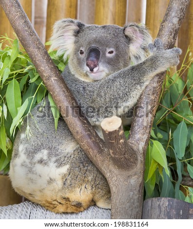 koala bear in the zoo