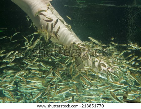 Fish spa feet pedicure skin care treatment with the fish rufa garra