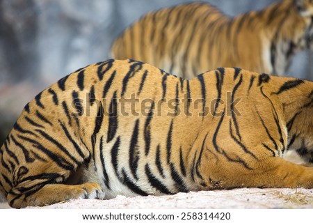 Stripes on skin of an Amur tiger