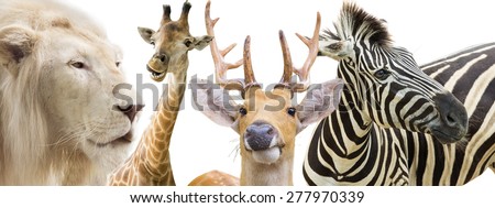 Lions, zebras, deer and giraffe