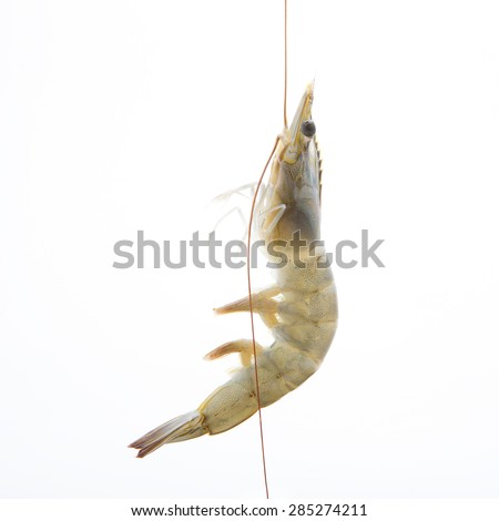 Close up banana prawn or shrimp isolated on white - with path
