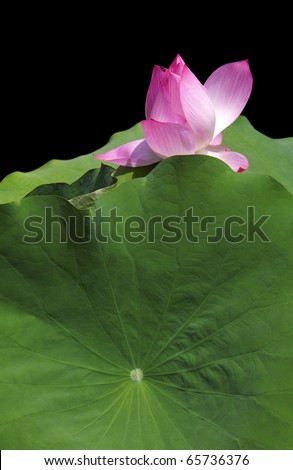Glorious Lotus Blossom