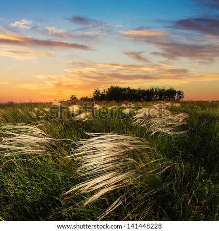 Feather grass  in wind at sunset in the green field
