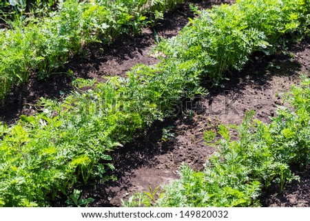 vegetable beds baby carrots in the garden in summer