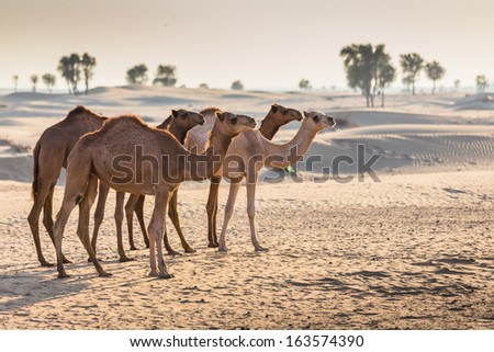 Desert Landscape With Camel. Sand, Camel And Blue Sky With Clouds. Travel Adventure Background.