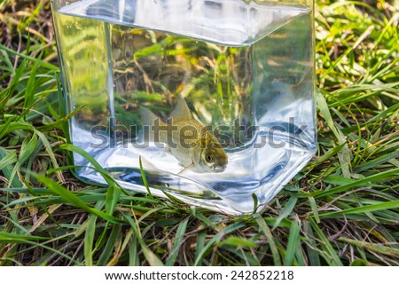 Small fish in a glass jar on the background of the lake