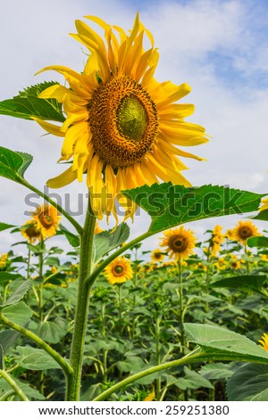 sunflower on a rural field in the hot summer
