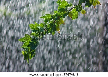 The branch of gooseberry bush in the rain