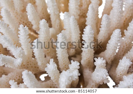 background of white coral reef