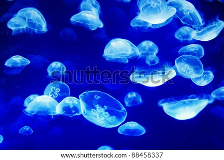 Jellyfishes - floating around in front of a deep blue background