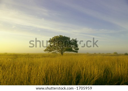 Tree At Dawn