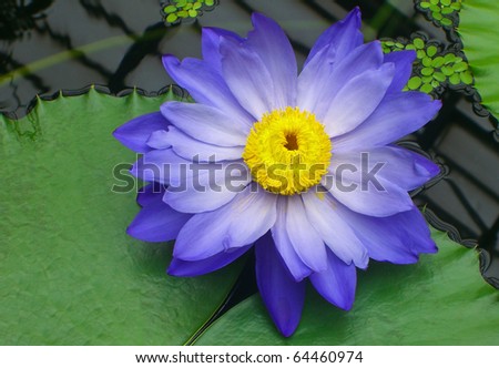 blue water lily