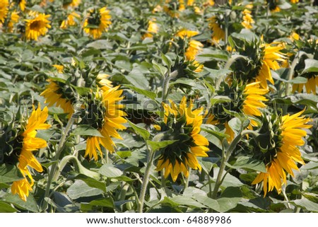 Sunflower backs