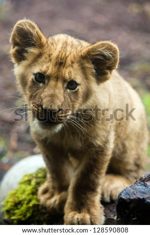 A cute young lion cub posing outside