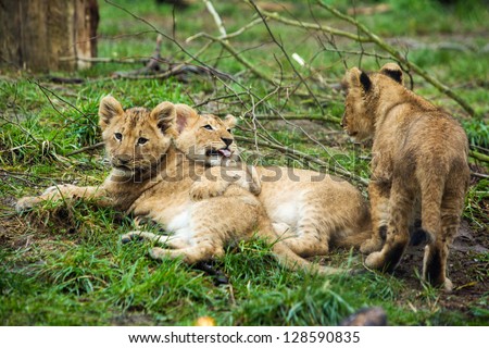 A litter of lion cubs playing outside