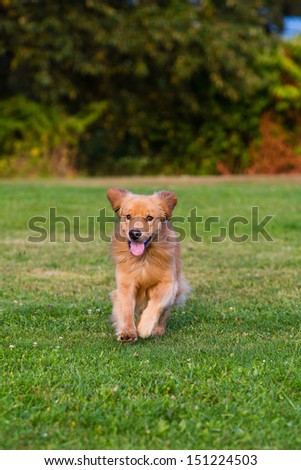 A healthy golden retriever dog running in a park