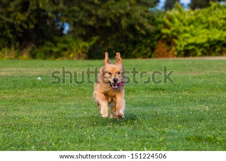 golden retriever dog running fast in a park