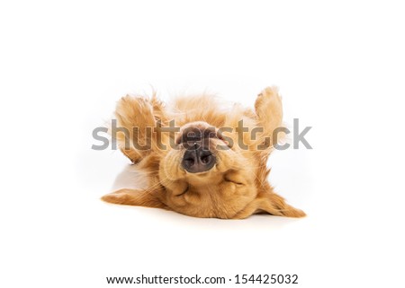 Golden Retriever dog laying upside down on his back