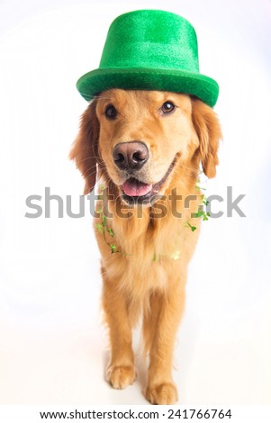 A golden retriever dog celebrating St. Patrick\'s Day