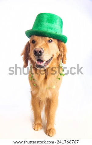 A golden retriever dog celebrating St. Patrick\'s Day