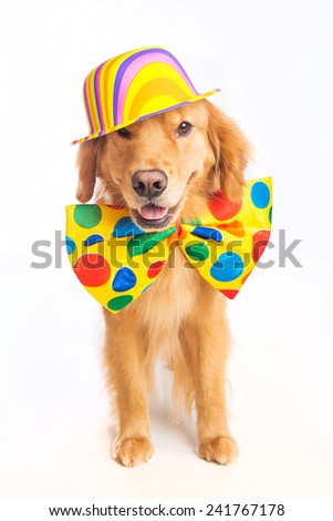 A happy golden retriever dog wearing a colorful polka dot clown tie