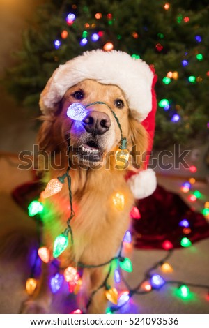 Golden Retriever Dog wrapped in colorful Christmas lights