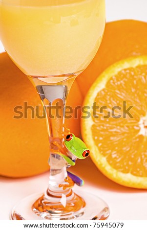 A colorful red eyed tree frog in front of fresh oranges and juice