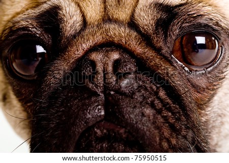 a cute Pug dog with a sad, flat face