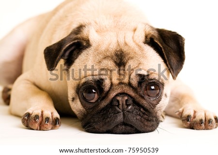 sad dog face