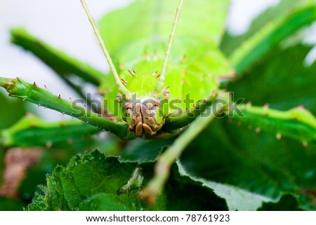 a giant green Walkingstick bug.