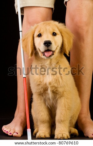 A Beautiful Golden Retriever Puppy In Training 