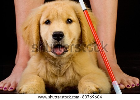 a beautiful golden retriever puppy in training to be a guide dog for the blind.  Laying in front of a woman with a cane.
