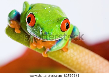 Colorful Red Eyed Tree frog on a tropical Anthurium plant.